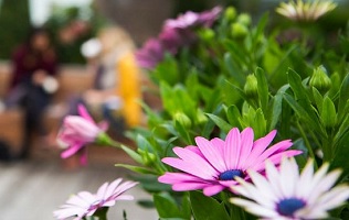 Close up shot of a pink flower